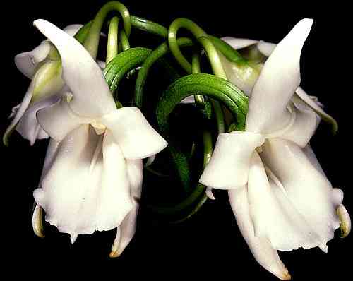 Angraecum magdalenae